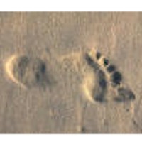 Fabulous Footprints
