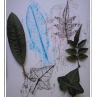 Leaf Rubbings