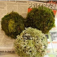 Scented Mossy Orbs