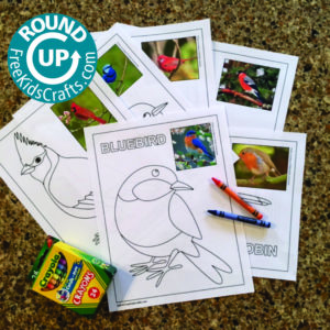 Round up of easy bird crafts for young children