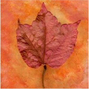 Easy DIY Leaf Art