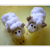 Wooly Australian Sheep